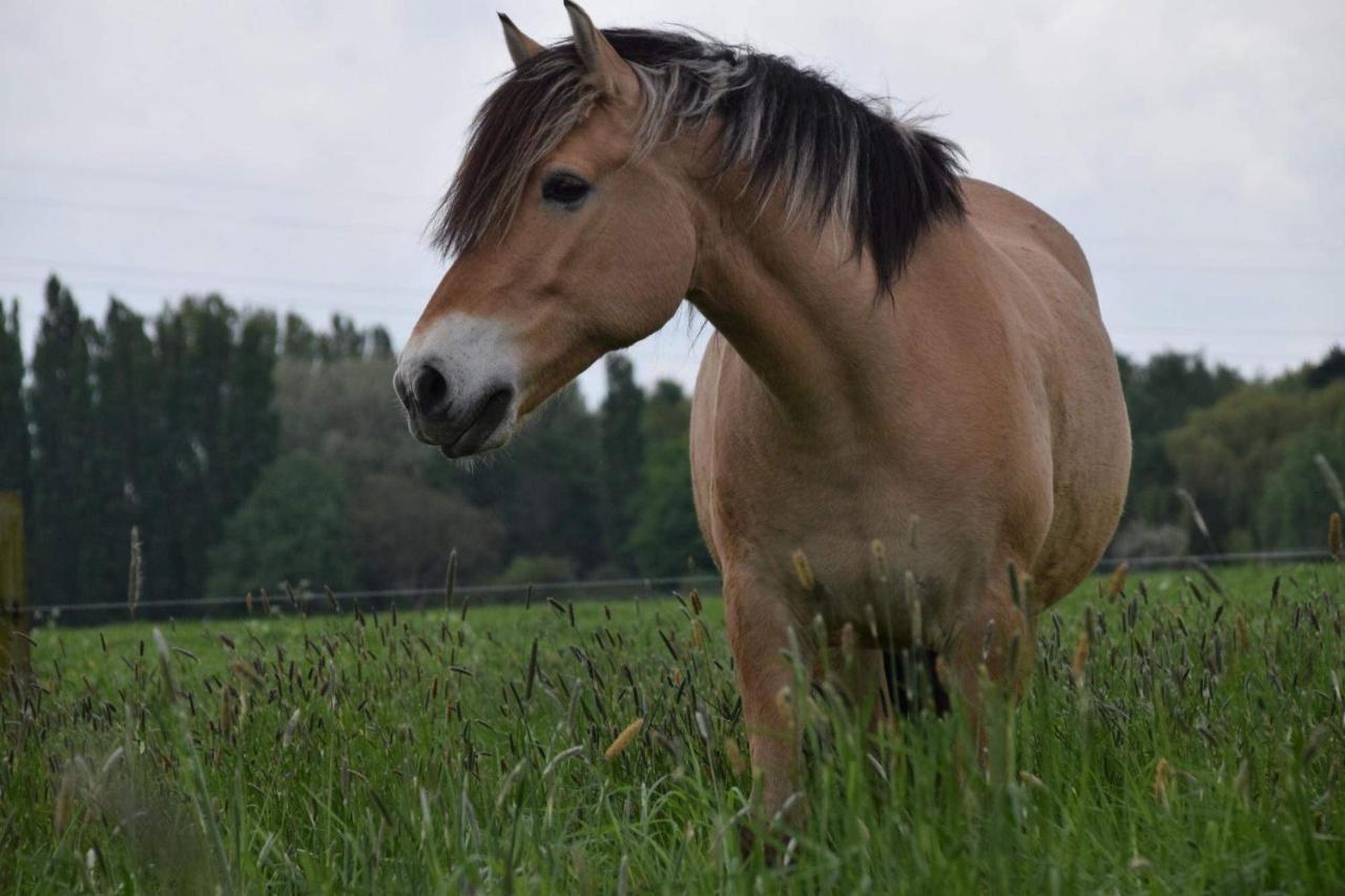 Ferme De La Forterie Verlinghem Екстериор снимка